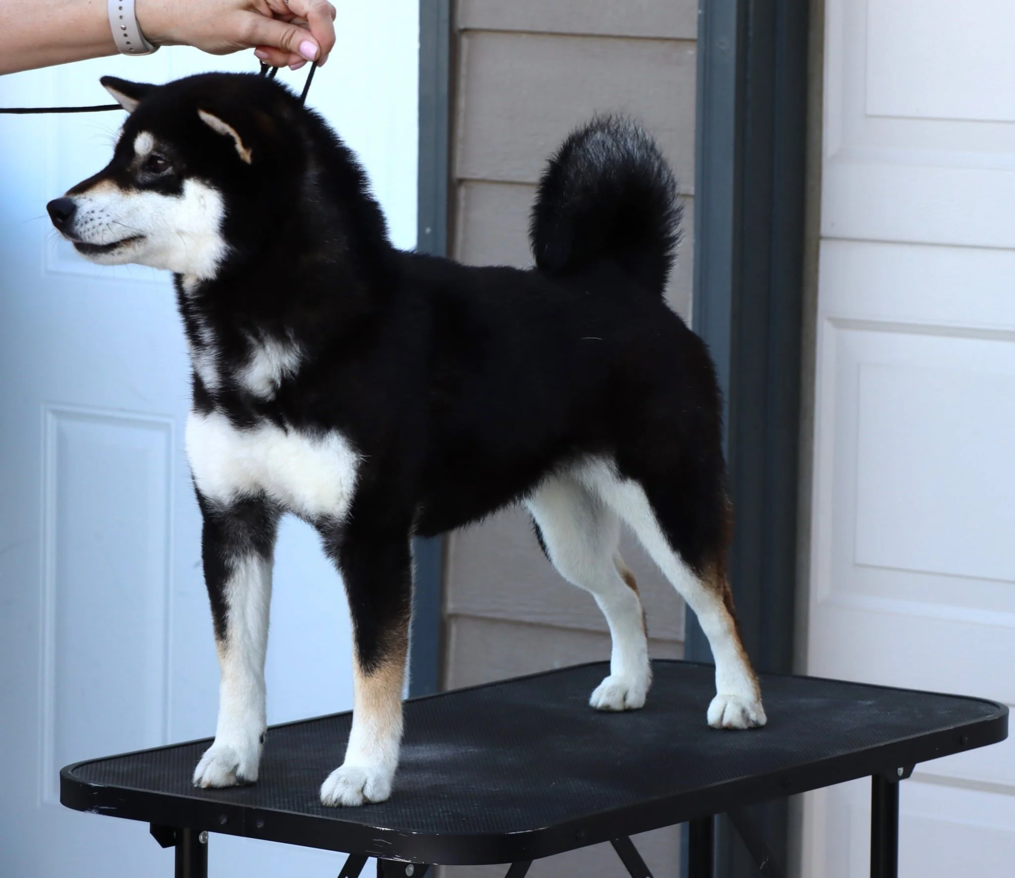 Our Girls — Kuro Oka Shiba Inu